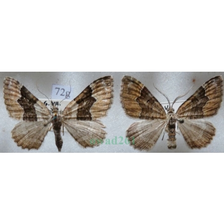 Xanthorhoe quadrifasiata (Clerck, 1759) pair Paśnik czteropasek Czech72g